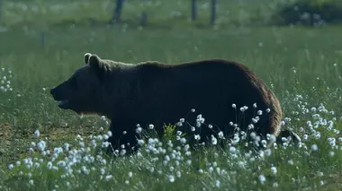 Le jardin extraordinaire S01E05 Ours, loups et gloutons : les seigneurs de la Taïga