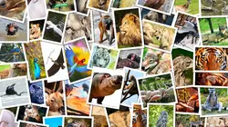 Le jeu chez les animaux S01E02 Les règles du jeu