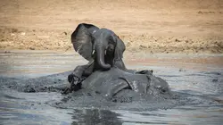 Le jeu chez les animaux S01E02 Les règles du jeu