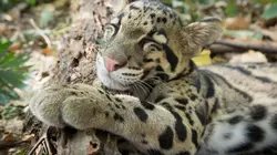 Le jeu chez les animaux S01E02 Les règles du jeu