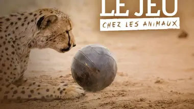 De l'importance de jouer