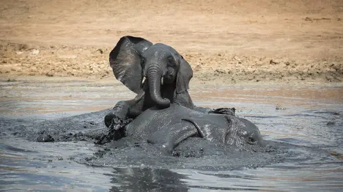 Le jeu chez les animaux S01E02 Les règles du jeu