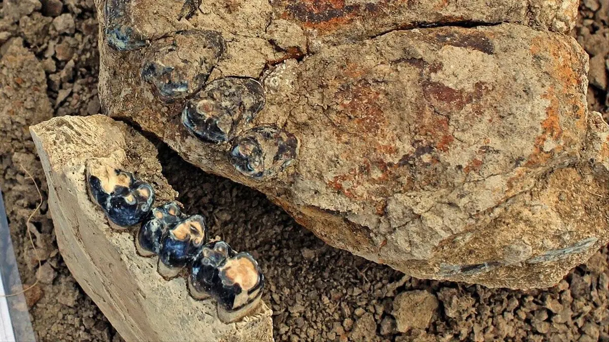 Le jour où les mammifères ont détrôné les dinosaures