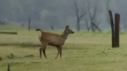 Le Karnataka sauvage