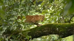 Le Karnataka sauvage