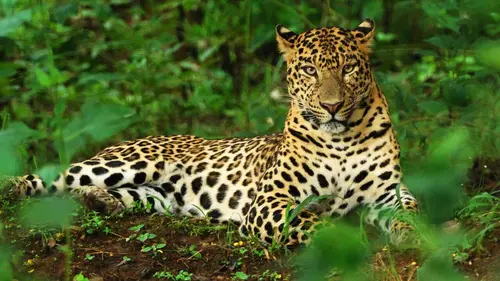 Le Karnataka sauvage