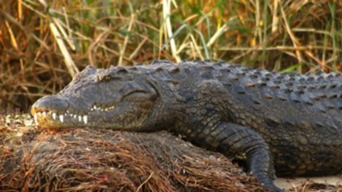 Le labyrinthe des crocodiles