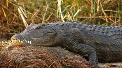 Visuel de Le labyrinthe des crocodiles
