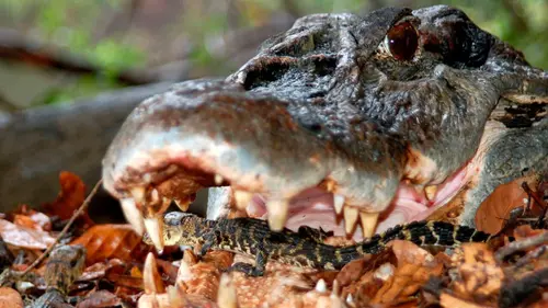 Le lac aux cent caïmans