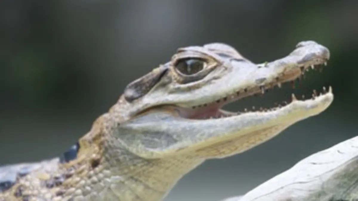 Le lac aux mille caïmans