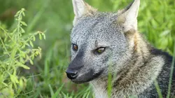 Le lac rebelle du Pantanal