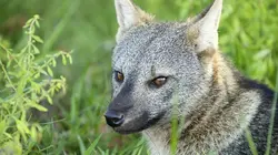 Le lac rebelle du Pantanal