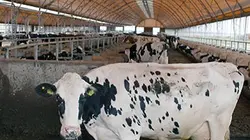 Le lait, mensonges et vérités