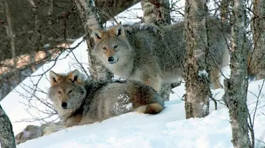 Le langage des animaux