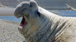 Le langage des animaux Des voix qui portent