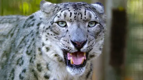 Le langage des animaux Des super-sens