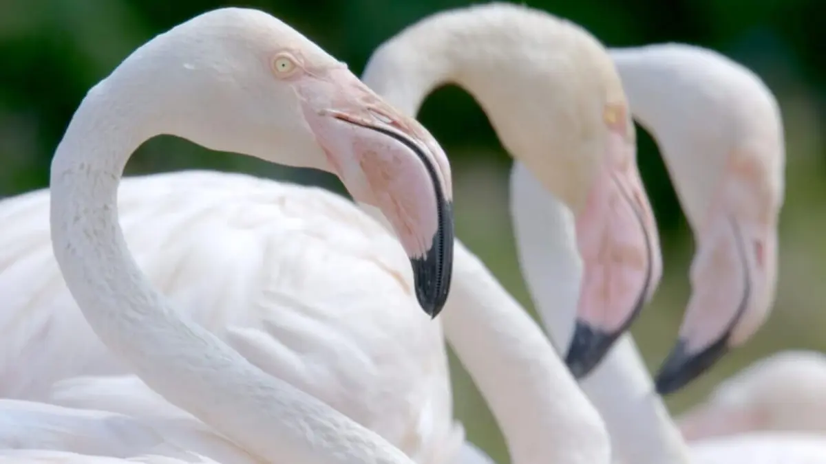 Le langage des animaux Les codes secrets