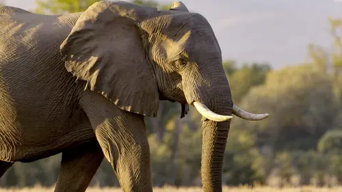 Casting Le langage des animaux Une affaire de sentiments