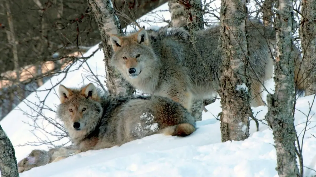Visuel de Le langage des animaux Les codes secrets