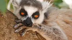 Visuel de Le lémurien après l'eden