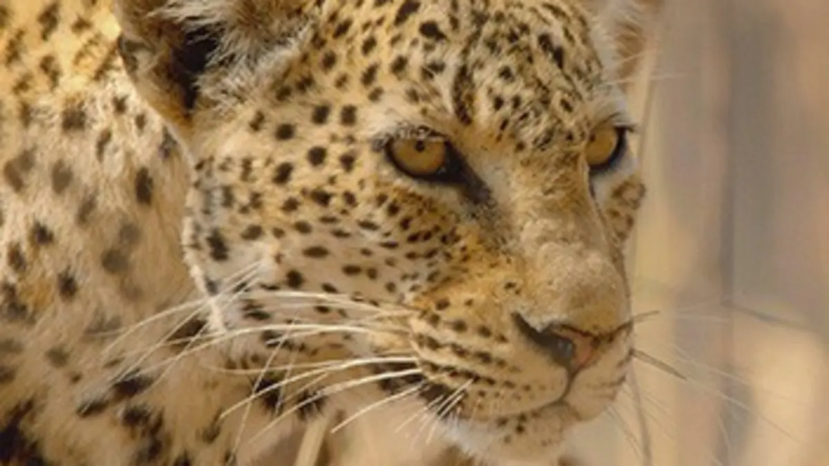 Le léopard le plus rare du monde