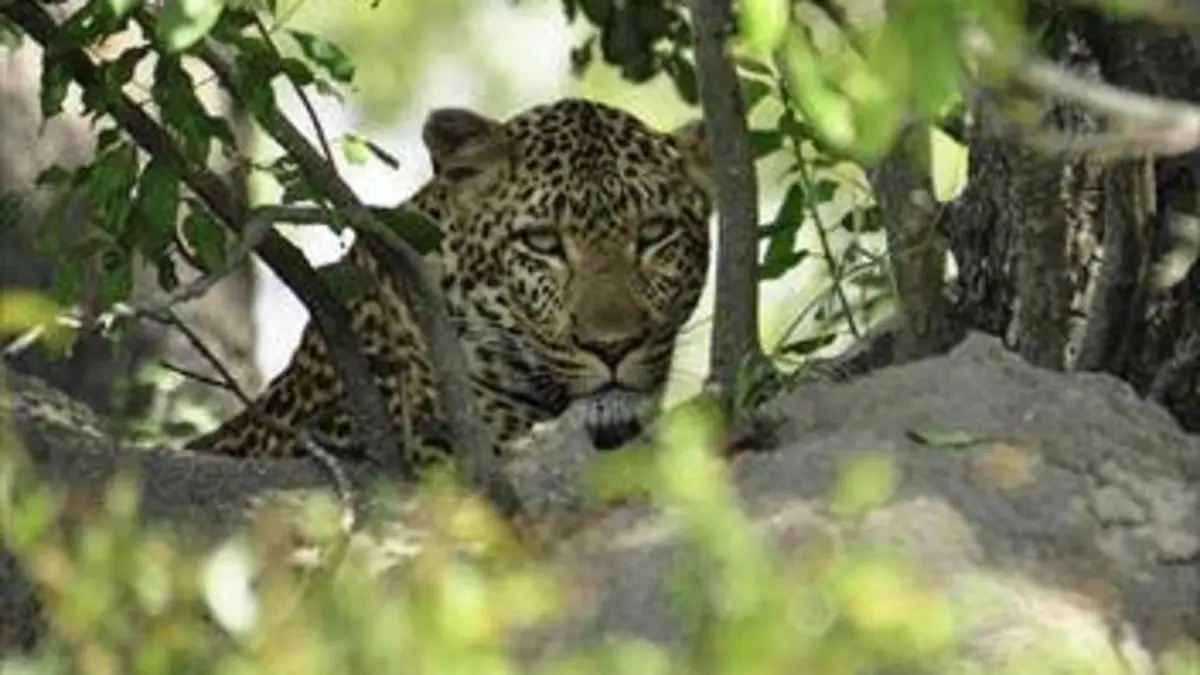 Le léopard qui voulait devenir roi