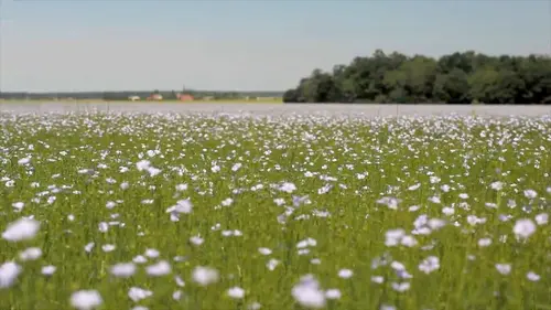 Audiences TV : Le lin, ce trésor français