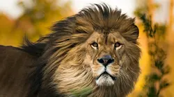 Le lion après l'éden