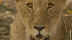 Le lion après l'éden