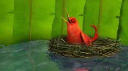 Le livre de la jungle S03E48 Ein echter kleiner Mogli