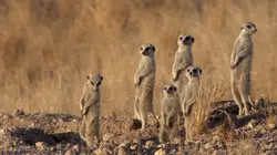 Le livre de la jungle : mission safari S01E02 Les animaux du japon