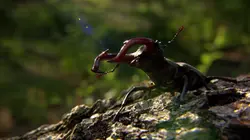 Le livre de la jungle : mission safari S01E03 Les maisons des animaux