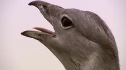 Le livre de la jungle : mission safari S01E12 Les prédateurs