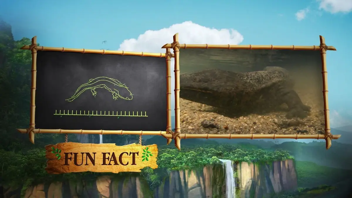 Le livre de la jungle : mission safari S01E21 La beauté des animaux