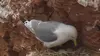 Les animaux et la soif