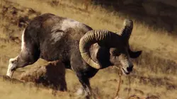 Le livre de la jungle : mission safari S01E20 Les troupeaux
