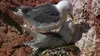 Les animaux étranges