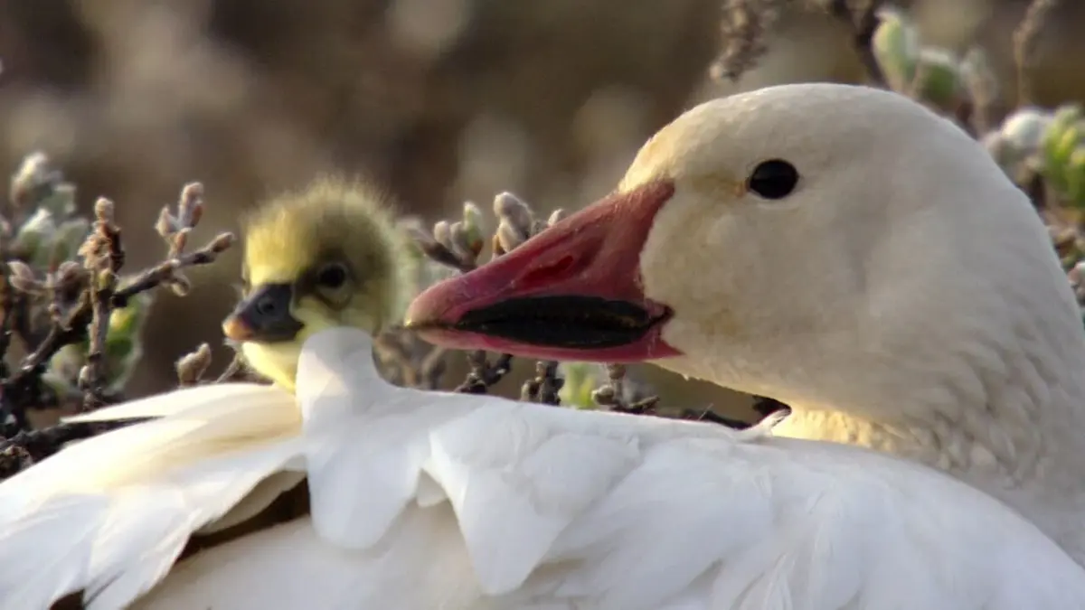 Le livre de la jungle : mission safari S01E24 Les animaux et la compétition
