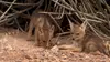 Le livre de la jungle : mission safari S01E02 Les animaux du japon