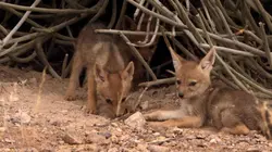 Le livre de la jungle : mission safari S01E02 Les animaux du japon