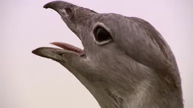 Le livre de la jungle : mission safari S01E12 Les prédateurs