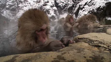 Le livre de la jungle : mission safari S01E15 Les animaux avec ou sans dents