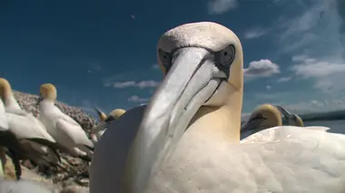 Le livre de la jungle : mission safari S01E25 Les oiseaux