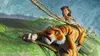 Le livre de la jungle S03E48 Un vrai petit Mowgli