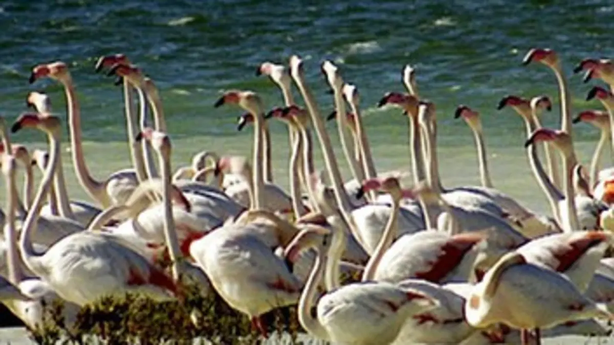 Le long vol du phénix