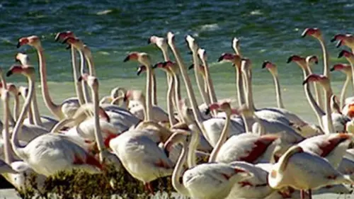 Le long vol du phénix