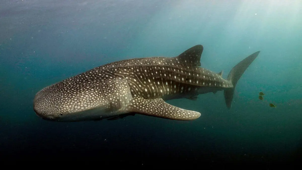 Le long voyage d'un requin-baleine