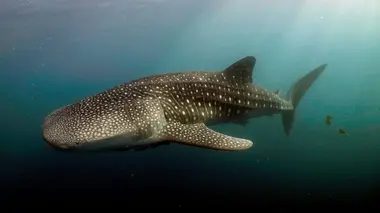 Le long voyage d'un requin-baleine