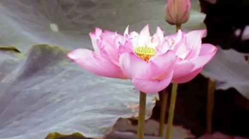 Le lotus dans tous ses états