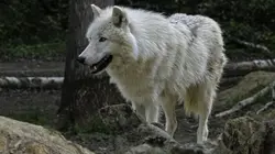 Le loup arctique La meute, c'est sacré